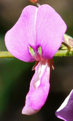 Desmodium laevigatum, Smooth Tick-trefoil