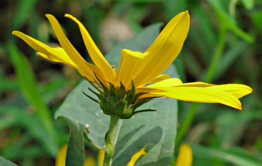 image of Helianthus tuberosus, Jerusalem Artichoke