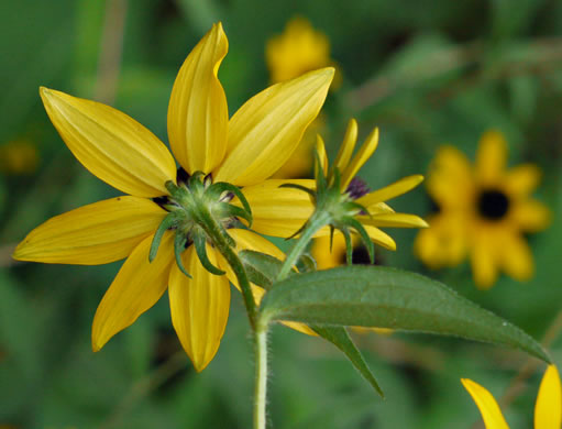 Rudbeckia triloba var. triloba, Common Three-lobed Coneflower, Brown-eyed Susan, Thin-Leaved Coneflower