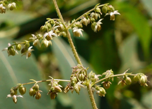 image of Humulus scandens, Japanese Hops