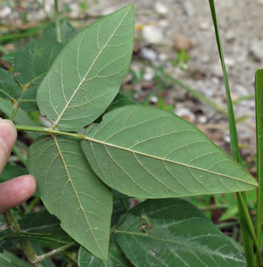 image of Desmodium nuttallii, Nuttall's Tick-trefoil