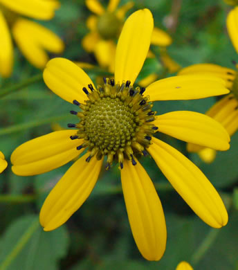 image of Rudbeckia laciniata var. humilis, Blue Ridge Cutleaf Coneflower