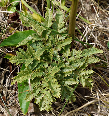 image of Sceptridium dissectum, Cutleaf Grapefern, Dissected Grapefern