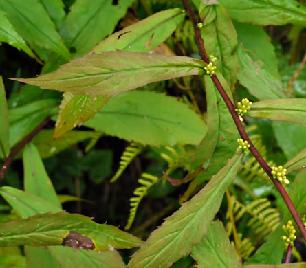 image of Solidago curtisii, Curtis's Goldenrod