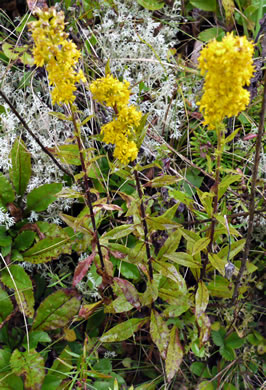 image of Solidago roanensis, Roan Mountain Goldenrod