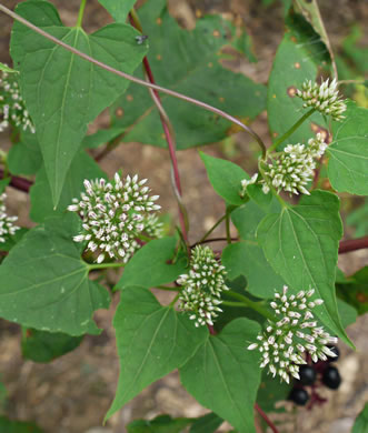 image of Mikania scandens, Climbing Hempweed