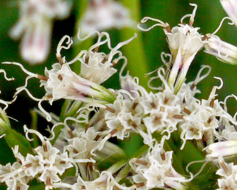 image of Mikania scandens, Climbing Hempweed