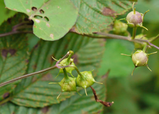 image of Ipomoea coccinea, Small Red Morning Glory, Scarlet Creeper