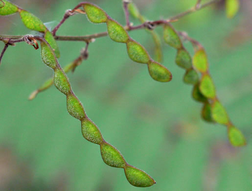 image of Desmodium viridiflorum, Velvety Tick-trefoil, Velvety Tick-clover