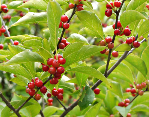 image of Ilex montana, Mountain Holly, Mountain Winterberry