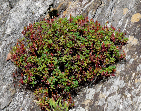 image of Hypericum buckleyi, Granite Dome St. Johnswort, Mountain St. Johnswort, Buckley's St. Johnswort, Dwarf St. Johnswort