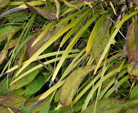 image of Triantha glutinosa, Sticky Bog Asphodel, Northern Bog Asphodel, False Asphodel