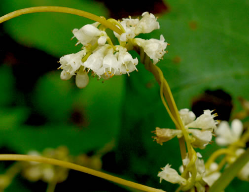 image of Cuscuta pentagona, Five-angled Dodder