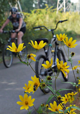 image of Bidens polylepis, Ditch Daisy, Bearded Beggarticks, Midwestern Tickseed-sunflower, Tickseed Sunflower