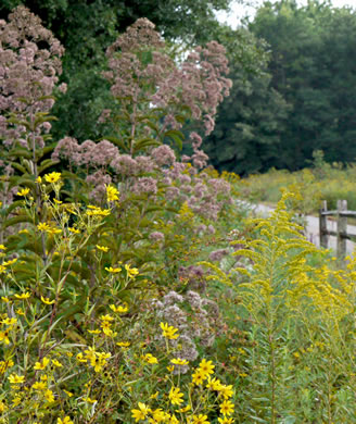 image of Bidens polylepis, Ditch Daisy, Bearded Beggarticks, Midwestern Tickseed-sunflower, Tickseed Sunflower