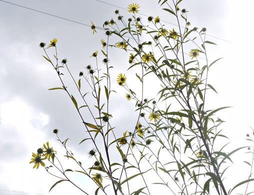 image of Helianthus giganteus, Tall Sunflower, Swamp Sunflower, Tuberous Sunflower, Giant Sunflower