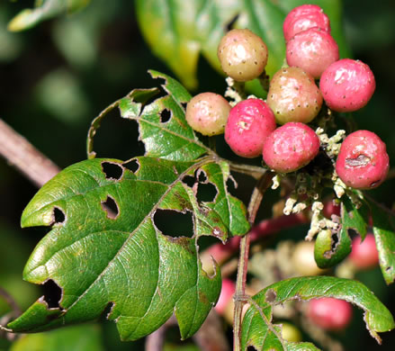 image of Nekemias arborea, Peppervine