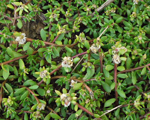 image of Portulaca amilis, Broadleaf Pink Purslane, Paraguayan Purslane