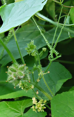 image of Sicyos angulatus, Bur-cucumber, Star-cucumber, Nimble-Kate