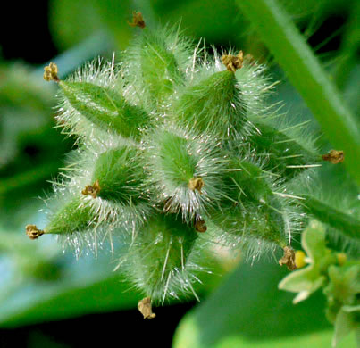 image of Sicyos angulatus, Bur-cucumber, Star-cucumber, Nimble-Kate