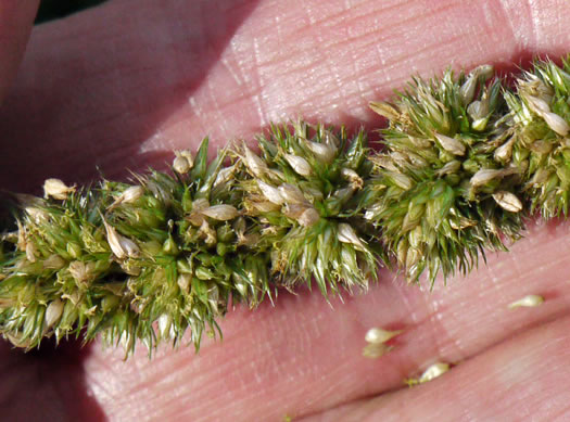 image of Amaranthus hybridus ssp. hybridus, Smooth Pigweed, Smooth Amaranth, Green Amaranth, Slim Amaranth