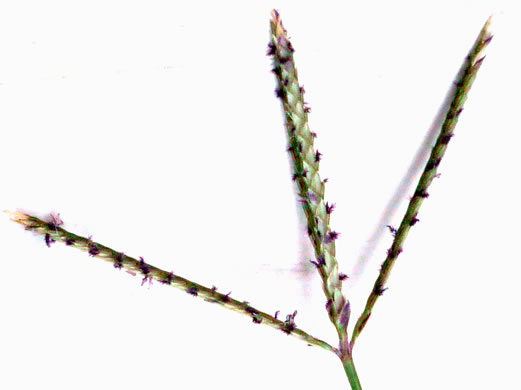 spikelet