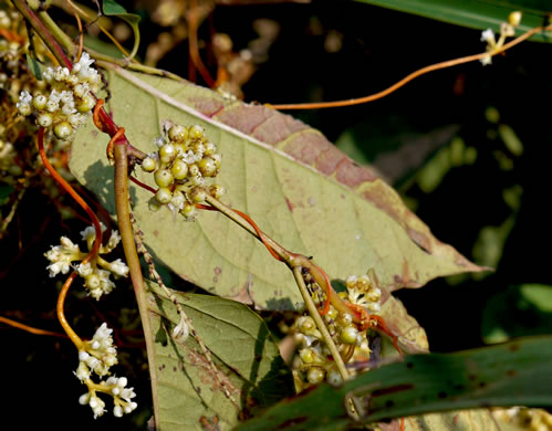 image of Cuscuta compacta, Compact Dodder