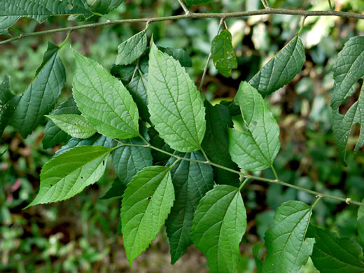 image of Celtis smallii, Small's Hackberry