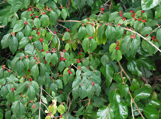 image of Lonicera maackii, Amur Bush-honeysuckle, Amur Honeysuckle