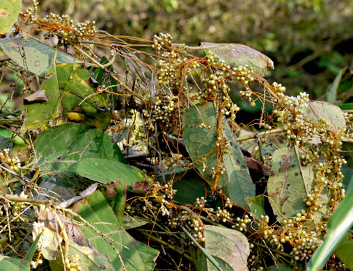 image of Cuscuta compacta, Compact Dodder