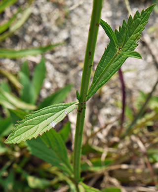 image of Verbena brasiliensis, Brazilian Vervain