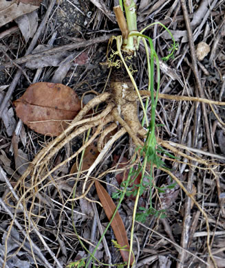 image of Daucus carota ssp. carota, Queen Anne's Lace, Wild Carrot, Bird's Nest