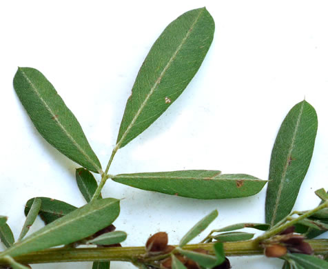 image of Lespedeza cuneata, Sericea Lespedeza, Chinese Lespedeza, Sericea