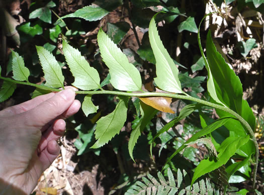 image of Cyrtomium falcatum, Japanese Holly-fern, Asian Net-veined Holly Fern