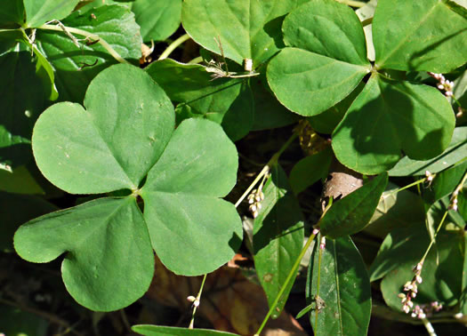 image of Oxalis articulata, Windowbox Wood-sorrel