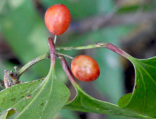 image of Smilax walteri, Coral Greenbrier, Red-berried Swamp Smilax