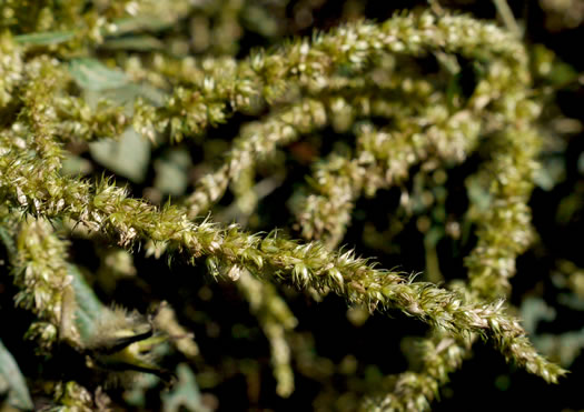 image of Amaranthus hybridus ssp. hybridus, Smooth Pigweed, Smooth Amaranth, Green Amaranth, Slim Amaranth