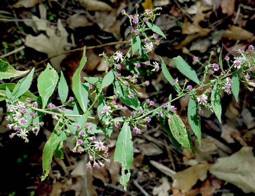 image of Symphyotrichum lateriflorum, Calico Aster, Starved Aster, Goblet Aster