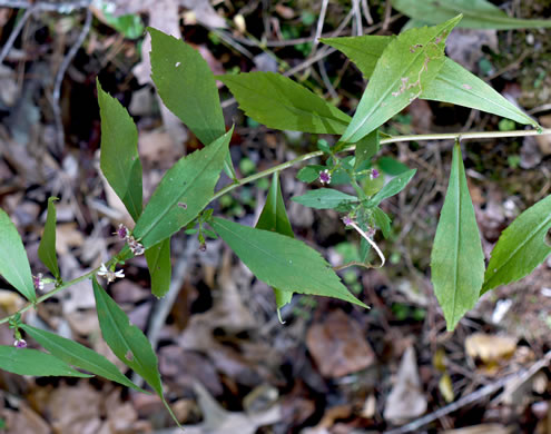 image of Symphyotrichum lateriflorum, Calico Aster, Starved Aster, Goblet Aster