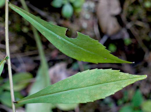 image of Symphyotrichum lateriflorum, Calico Aster, Starved Aster, Goblet Aster