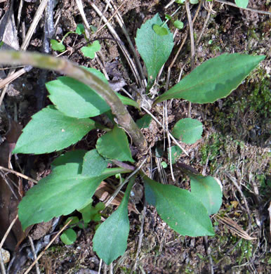 image of Symphyotrichum lateriflorum, Calico Aster, Starved Aster, Goblet Aster