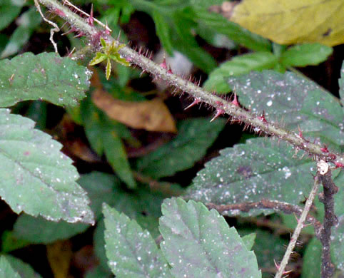 Rubus trivialis, Southern Dewberry, Coastal Plain Dewberry