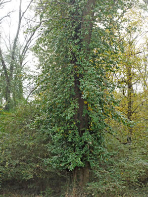 image of Euonymus fortunei, Wintercreeper, Climbing Euonymus, Chinese Spindle-tree