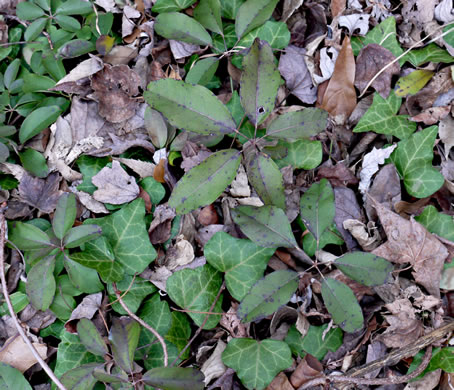 image of Akebia quinata, Five-leaf Akebia, Chocolate-vine