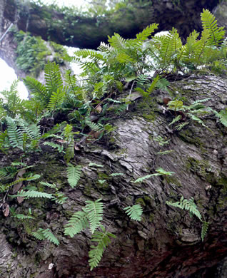 image of Pleopeltis michauxiana, Resurrection Fern, Scaly Polypody