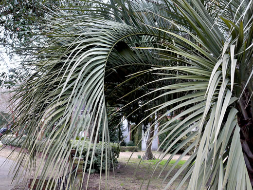 Butia odorata, Pindo Palm, South American Jelly Palm, Brazilian Butia