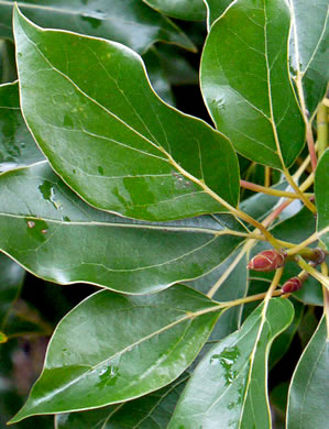 image of Camphora officinarum, Camphortree