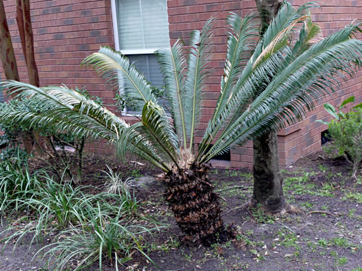 image of Cycas revoluta, Sago-palm