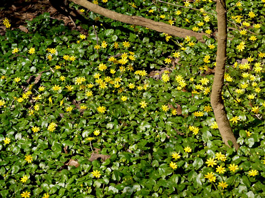 image of Ficaria verna ssp. verna, Fig Buttercup, Lesser Celandine, Pilewort