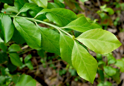 image of Euonymus fortunei, Wintercreeper, Climbing Euonymus, Chinese Spindle-tree